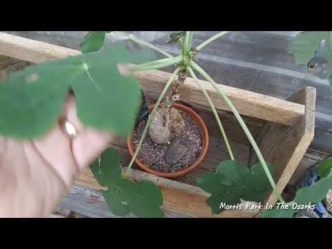 Euphorbia 101 What's a Euphorbia?🤔