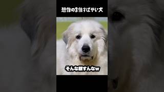 想像の3倍すばやかった愛犬　#greatpyrenees #大型犬のいる生活 #大型犬 #大型犬と暮らす #グレートピレニーズ #犬のいる生活 #愛犬 #ペット #ゴールデンレトリバー