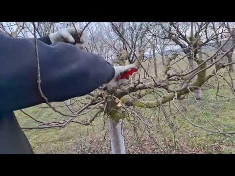 Rezidba jabuke motorkom