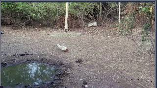 Thumbnail del capítulo