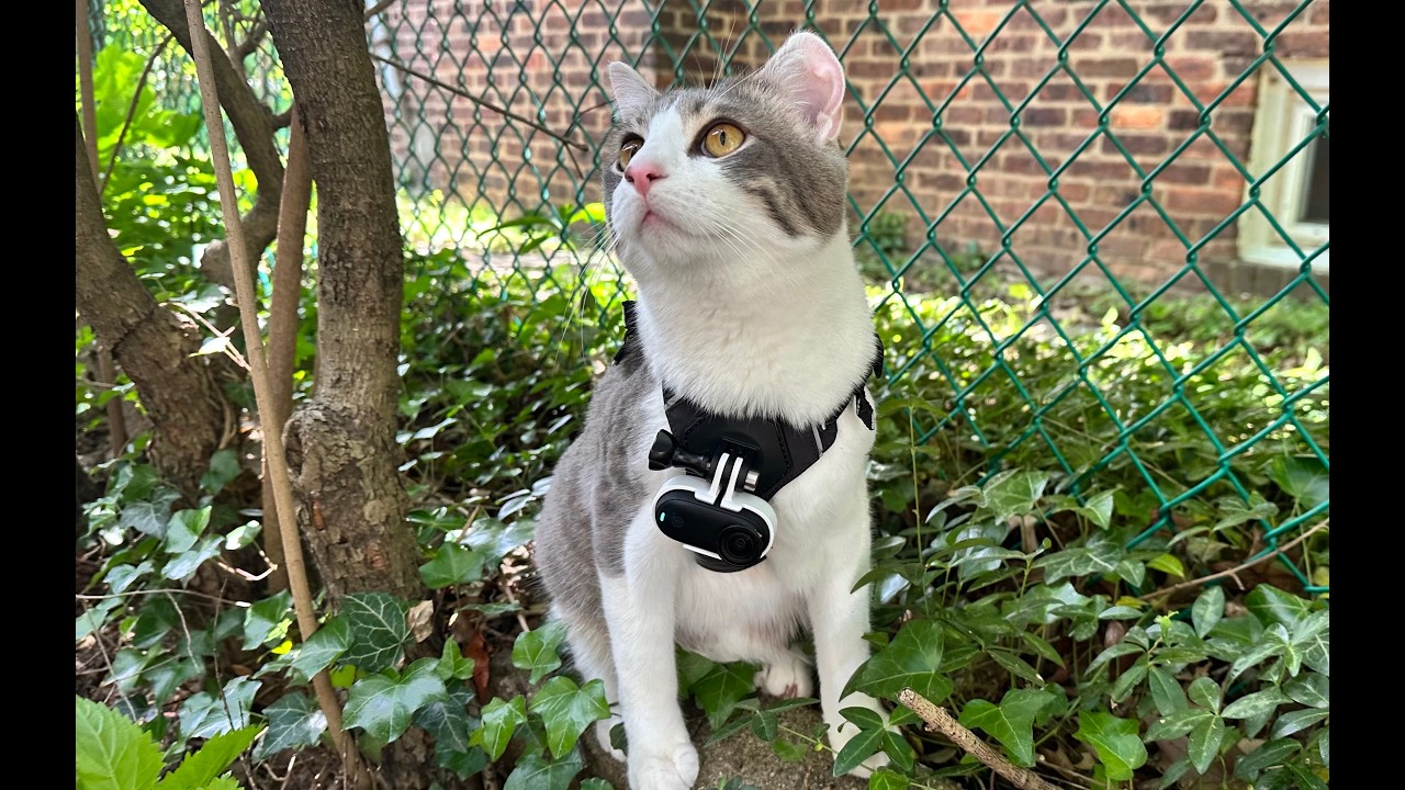 Insta360 Go3S Cat Exploration! - YouTube