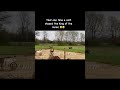 Run Barney Run Shorts Onehappyassfarm Animals Cow Calf Baby Donkey Farmlife Pets Funny