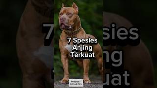 Download lagu 7 Spesies Anjing terkuat #dog #anjingterkuat #doglovers mp3