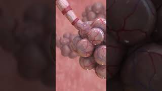 Mucus affecting Lungs | #health #oetanswers OET Answers #shorts