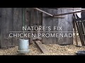 Nature's Fix: Chicken Promenade
