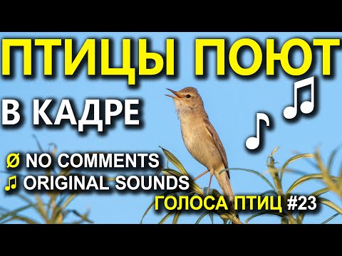 Голоса птиц круглый год. 100 видов птиц поют в кадре