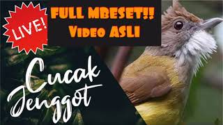 Download lagu Masteran Wajib Murai Batu!!Cucak Jenggot Full mbeset #cucakjenggot#cucakjenggotgacor mp3