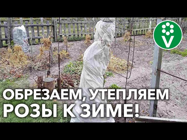 ВАШИ РОЗЫ ПЕРЕЗИМУЮТ БЕЗ ПОТЕРЬ! Вот как их обрезать, обработать и утеплить осенью!