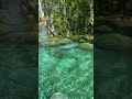 Crystal River Is The Best Place To See Manatees In Florida