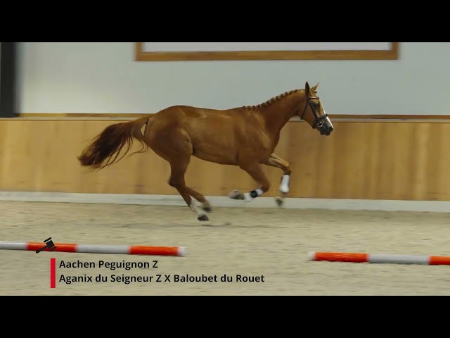Aachen Peguignon Z