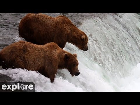 Видео: Медведи гризли ловят рыбу в водопаде