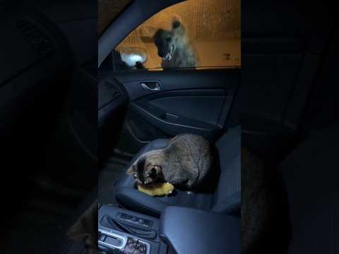 A mother cat who loves and takes care of her child, a very good scene.