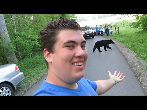 10ft From A Black Bear! Cades Cove! Smoky Mountain National Forest!