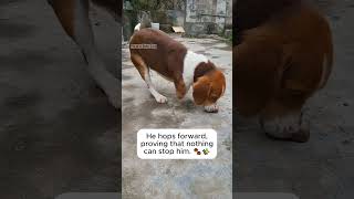 A Lesson in Bravery from a Very Special Pup 🐶#dog #doglove #shorts