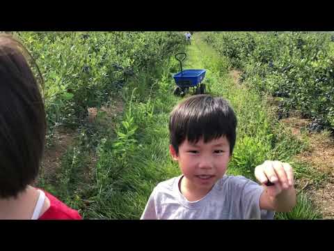 Ambs Around the World - Emma Lea Farms, Canada