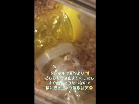 【今日からハムスターと共同生活です🤗】