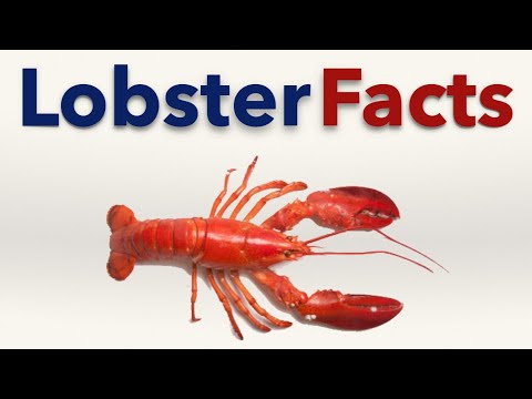 download lagu mp3 mp4 Lobster Size Chart, download lagu Lobster Size Chart gratis, unduh video klip Lobster Size Chart