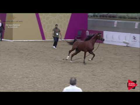 N.187 AJMAL THO AL JANAH - 2019 Qatar Individuals - Colts 3 Years Old (Class 6) .mp4