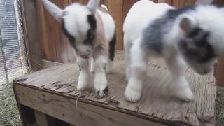 Cute Baby Goats - Best Cute Goat Ever