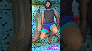 Download lagu I Raised India’s Biggest 🐟🔥Giant ARAPAIMA Gigas fish Pirarucu fish in my Largest Aquarium #shorts mp3