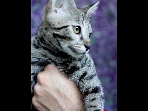 F2 Savannah Kitten - The second generation descendent of African Serval