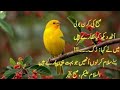 Asalam O Alaikum New Subha Bakhair Dua Status 2020 Good Morning WhatsApp Status 2020