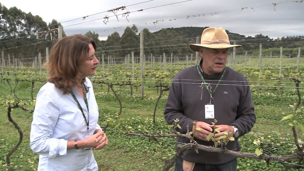 Condução da Videira