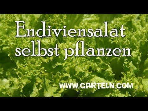 , title : 'Endiviensalat selbst pflanzen'