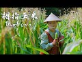 Thumb corn—sweet and sticky corn that's only the size of a finger【滇西小哥】
