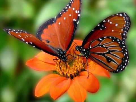 Las mariposas más bellas del mundo