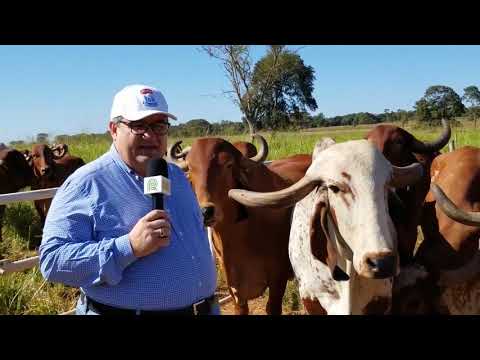 Conheça a Estância Tamburil e sua criação de gir leiteiro - EP 59