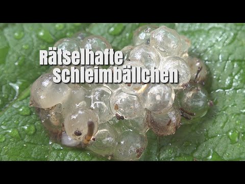 Rätselhafte Schleimbällchen | Was ist das? | mysterious slime balls | what is that?