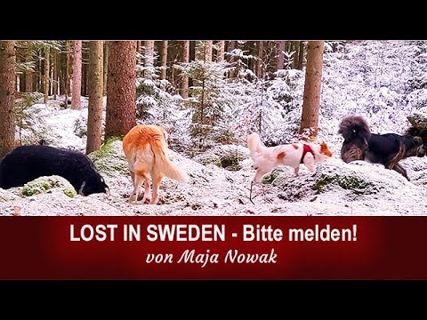 Melden! - Lost in Sweden von Maja Nowak