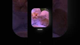 Download lagu Connie Francis - Pretty Little Baby(Lyrics) | Aesthetic | Slowed | 8D SURROUND | WhatsappStatus mp3