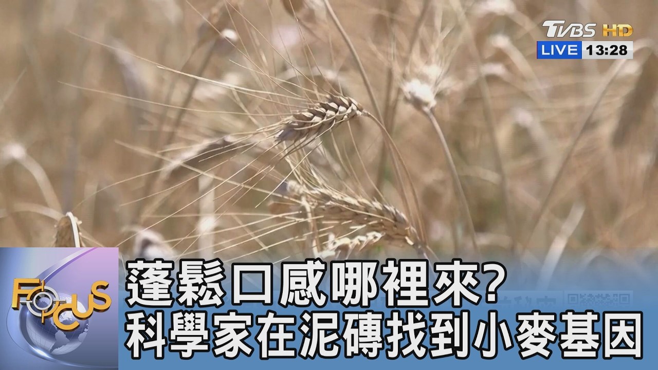 麵包蓬鬆口感全靠它!八千年前泥磚驚見小麥壓痕