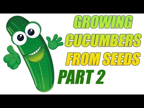 Growing Cucumbers From Seeds   Part 2