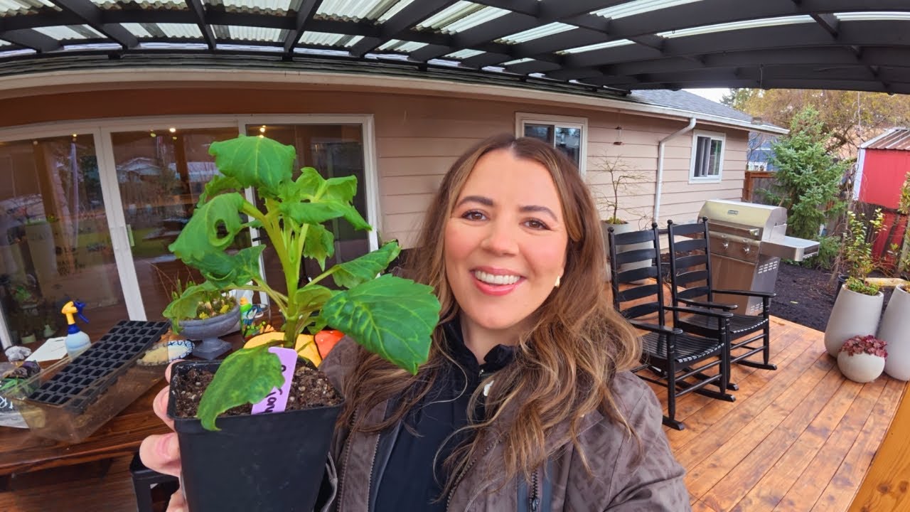 Free Dahlias, Because Why Not? 🤭 Pre-Sprouting Dahlia Tubers and Taking Cuttings