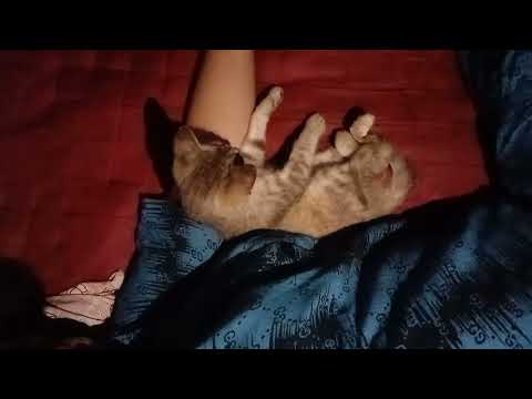 ipus tertidur di ketiak majikanya 🤩🤩😍😍😍