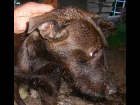 Ben jij een dierenvriend?