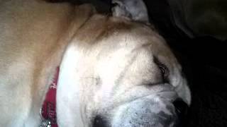 preview picture of video 'English Bulldog Rocky snoring..... Loud'