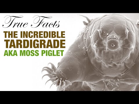 The Incredible Tardigrade