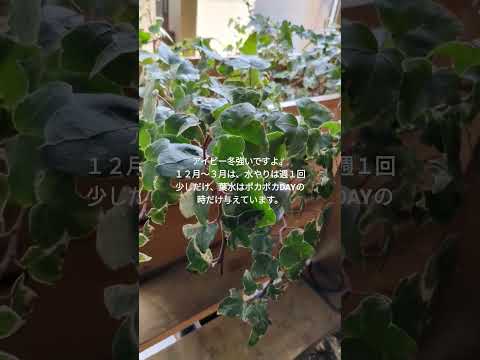 アイビーの挿し木はいつ取るのですか？どうやって ？リーダーに従う ！  庭園