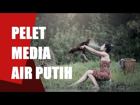 Wanita menggairahkan kata-kata Populer untuk potensi laki-laki