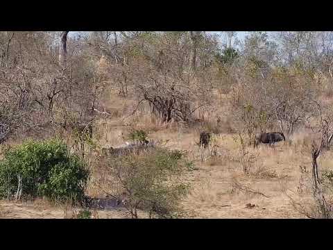Djuma Private Game Reserve Live Stream