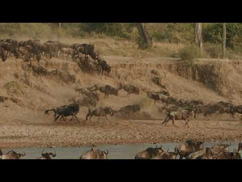 The Great Migration
