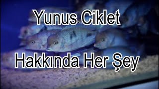 Yunus Ciklet Hakkında Her Şey