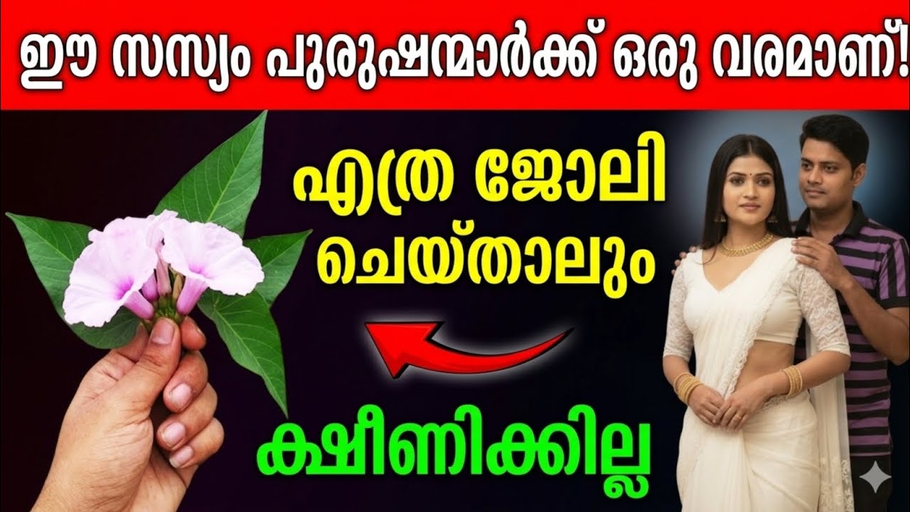 spiritual significance of the Morning Glory plant spiritual significance of the Morning Glory plant