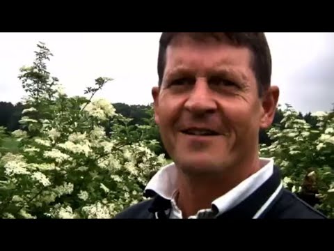 Holunderblütenernte der Allgäuer Holundermanufaktur | Holunderplantage | Andreas von Bergwelt