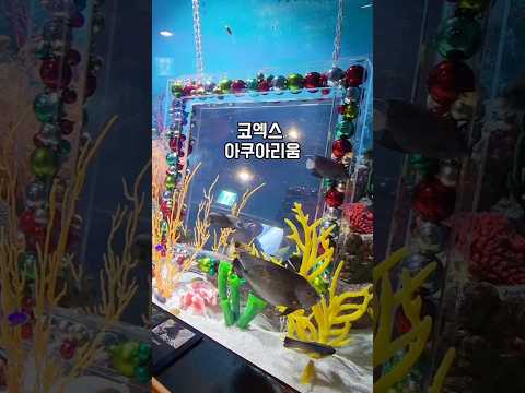 [아이랑갈만한곳] 코엑스 아쿠아리움에서 해양생물 보며 즐기기 실내데이트 코스 #aquarium #underthesea #fish #mermaid #disney