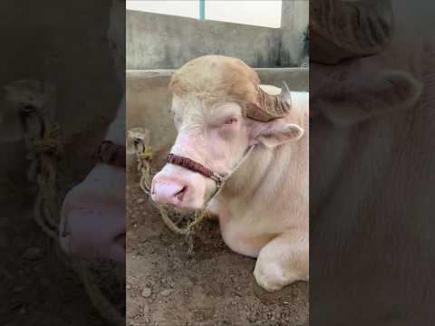 White Breeder Katta Farming #kattafarming # #beauty #ytshortstrending